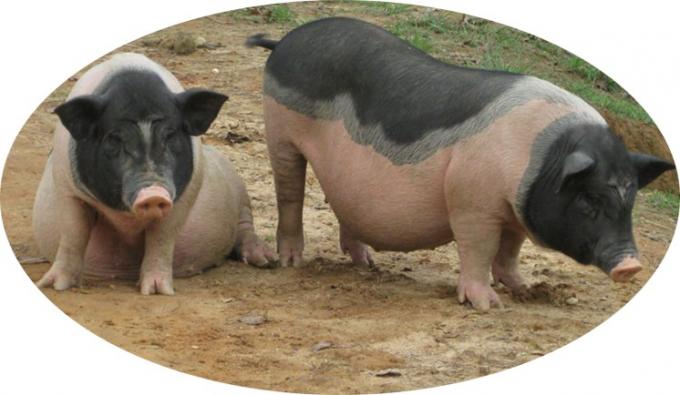 Odżywianie Aminokwas cynk metionina Proszek Dodatek paszowy 99% cynk metionina 2