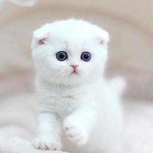 Multivitaminy suplement tabletki wielofunkcyjne koty i psy naturalne wsparcie odpornościowe i łagodzenie alergii dla psa 1